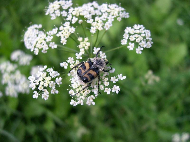 Coleotteri in Val di Tures